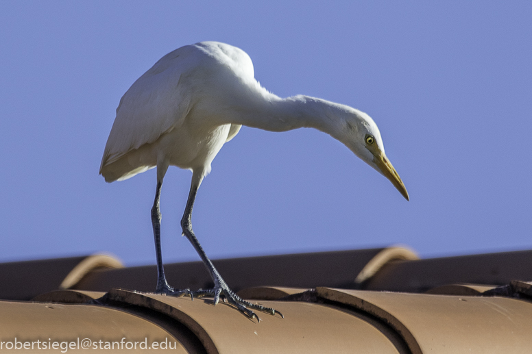 cattle egret